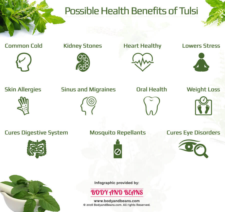 Possible health benefits of Tulsi or Basil