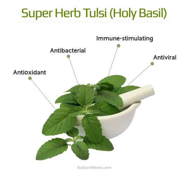 Health Benefits of Tulsi the Holy Basil.