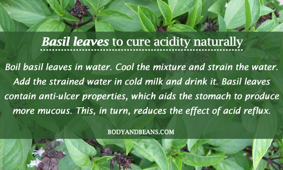 Basil leaves to cure acidity naturally