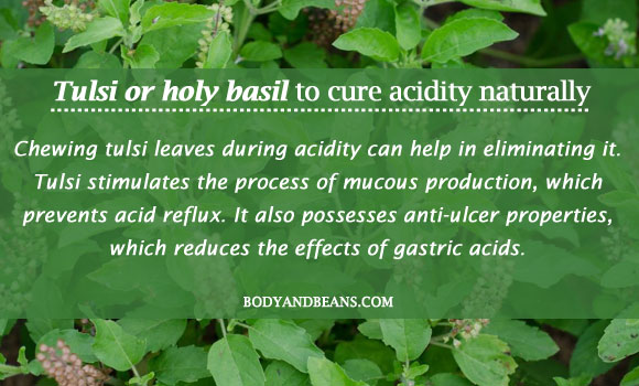 Tulsi or Holy Basil to cure acidity naturally